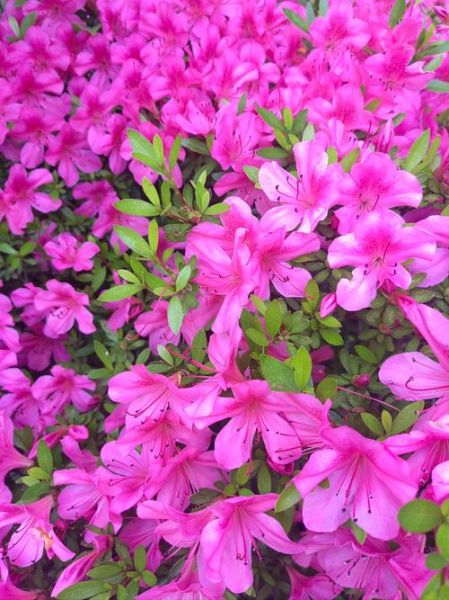 杜鹃花前景怎么样_杜鹃花适合种在阳台吗