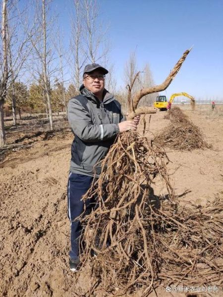 甘草种植前景怎么样_甘草种植赚钱吗