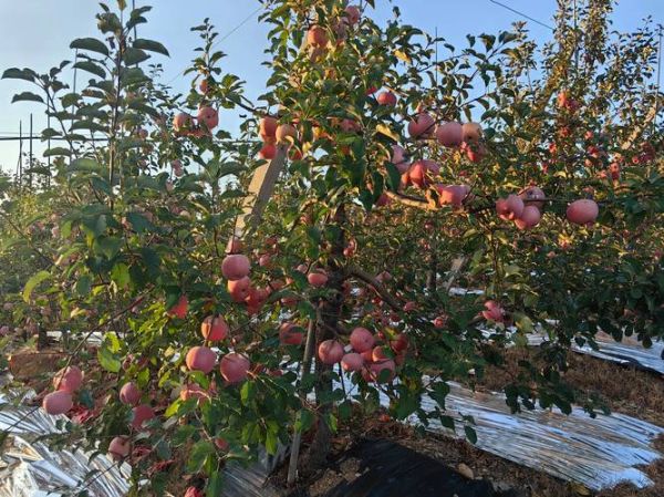 苹果种植前景怎么样_苹果种植赚钱吗