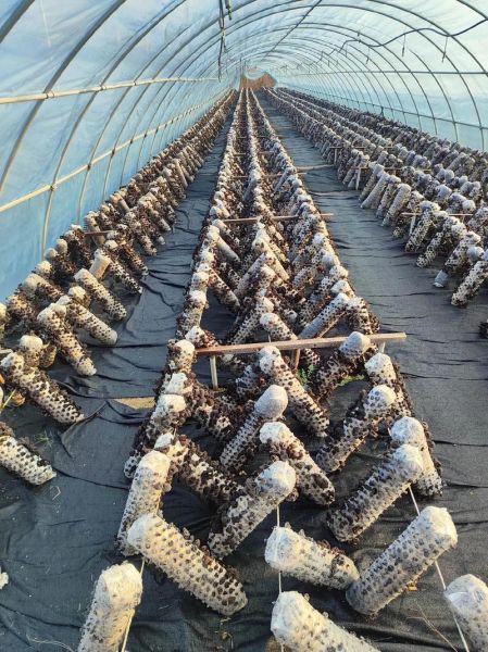 2017香菇种植赚钱吗_香菇市场前景如何