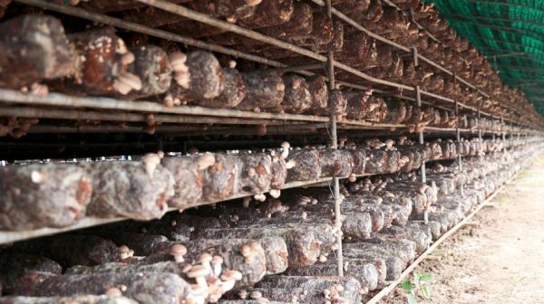 2017香菇种植赚钱吗_香菇市场前景如何