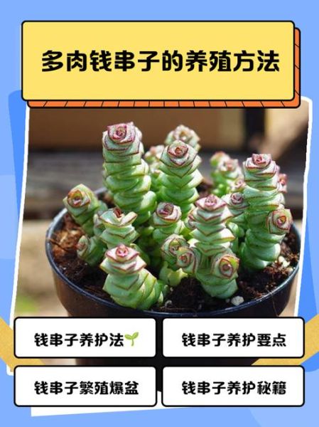 多肉植物赚钱吗_新手如何入门多肉行业