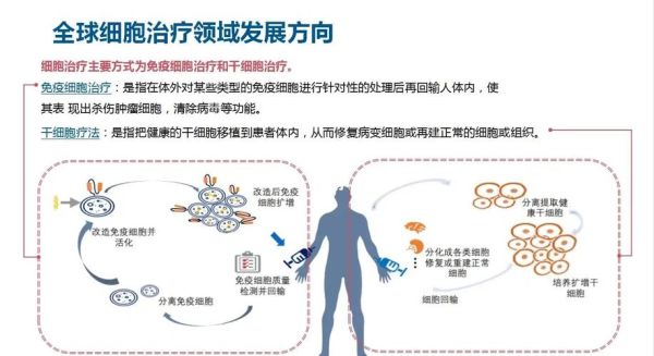 细胞治疗前景如何_细胞治疗未来应用有哪些