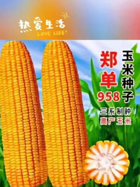 玉米种子哪个品种好_玉米种子价格多少钱一斤