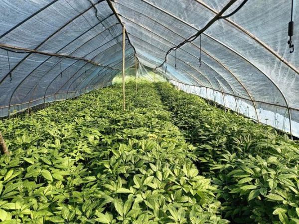 种植人参前景怎么样_一亩地能赚多少钱