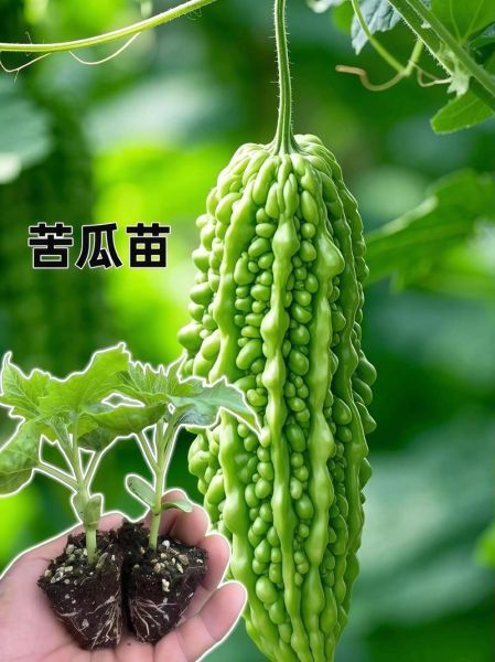 苦瓜前景怎么样_苦瓜种植前景如何