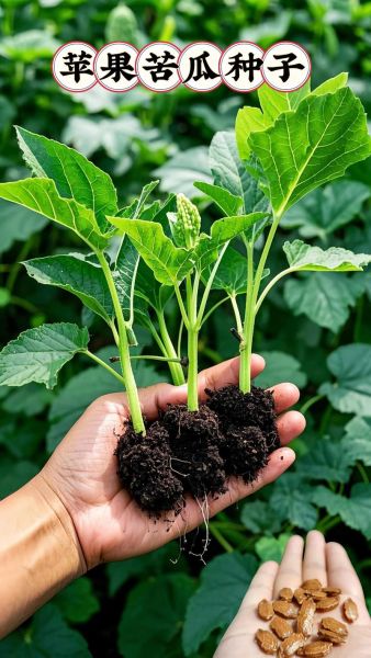 苦瓜前景怎么样_苦瓜种植前景如何