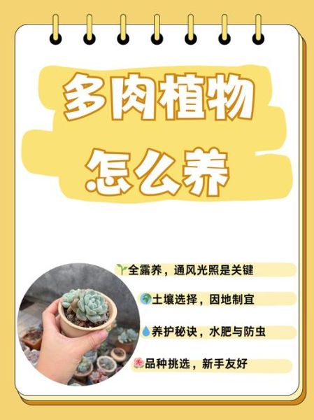 多肉植物怎么养_多肉植物市场前景如何