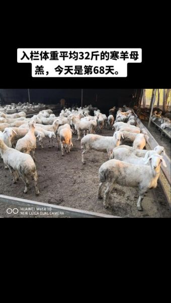 养羊的利润与成本_新手养羊需要准备什么