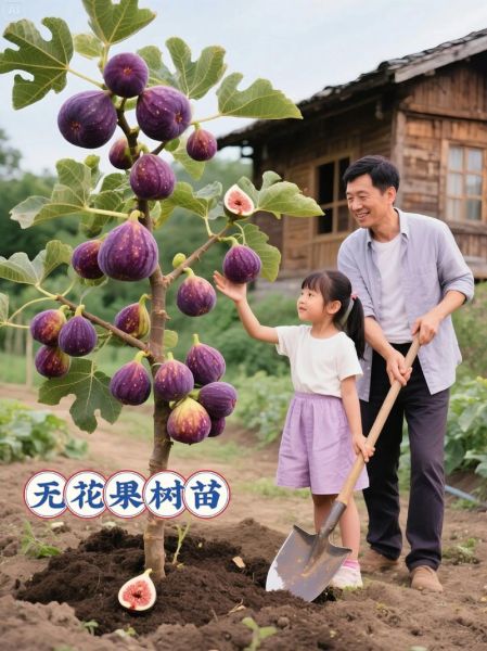 无花果种植前景怎么样_无花果种植赚钱吗