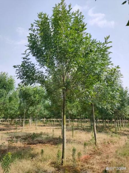 白蜡树种植前景如何_白蜡树市场价值高吗