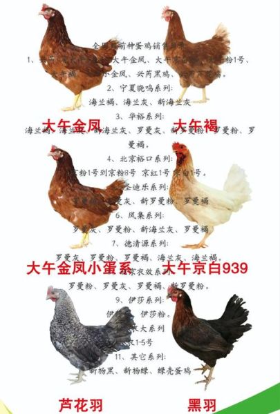 家禽养殖利润怎么样_2024年养什么鸡最赚钱