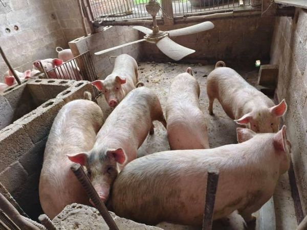 2024年养猪赚钱吗_未来五年养猪前景如何