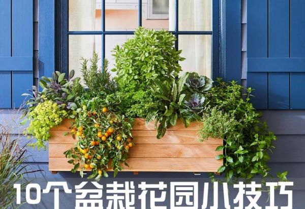 家庭园艺前景怎么样_新手如何开始