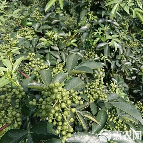 青花椒种植赚钱吗_青花椒价格行情怎么样