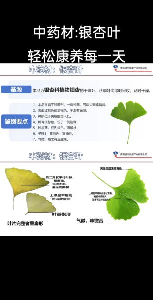 银杏叶提取物功效与作用_银杏叶前景如何