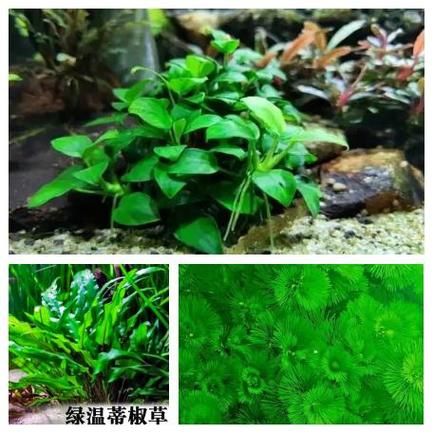 红前景草怎么养_红前景草多久变红