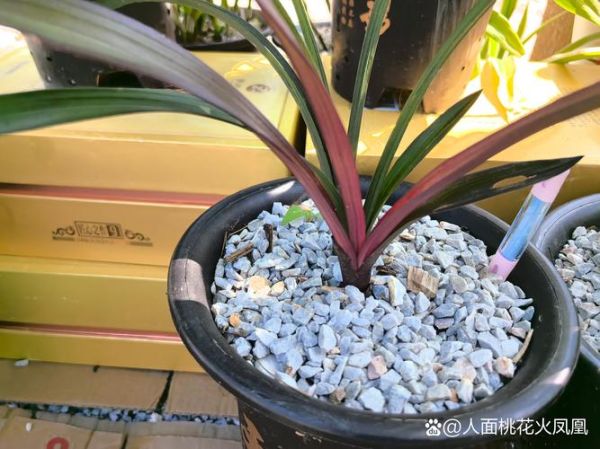 红前景草怎么养_红前景草多久变红