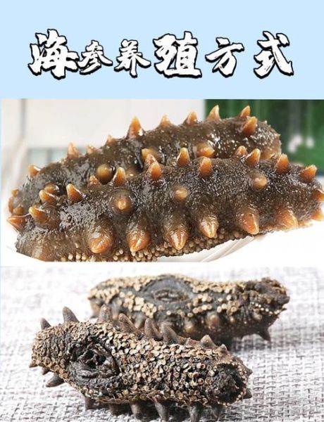 海参市场前景怎么样_海参养殖赚钱吗