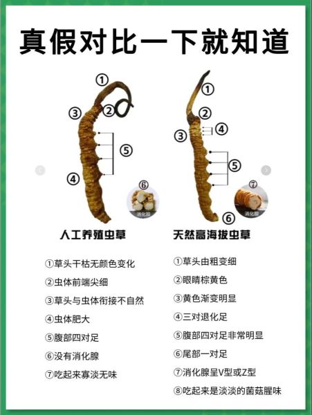 冬虫夏草多少钱一克_如何辨别真假