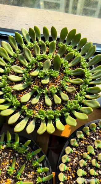 二三线城市多肉前景怎么样_适合新手开店吗