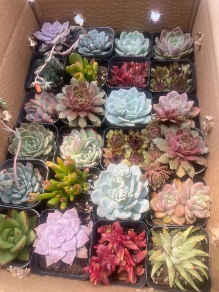 二三线城市多肉前景怎么样_适合新手开店吗