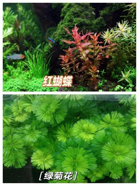 水族箱前景草怎么选_前景草多久修剪一次