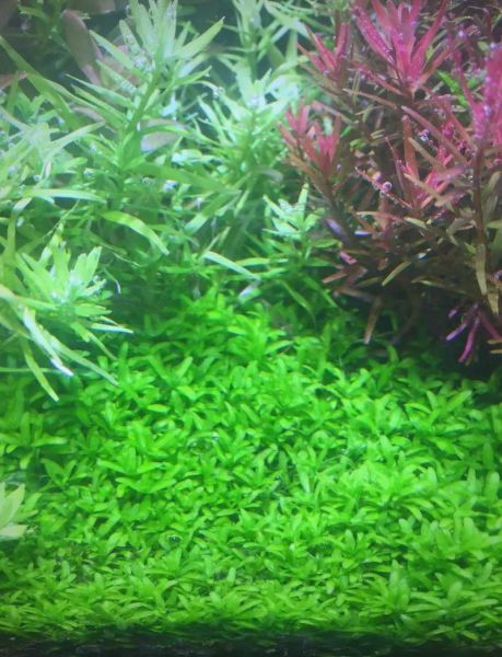 水族箱前景草怎么选_前景草多久修剪一次