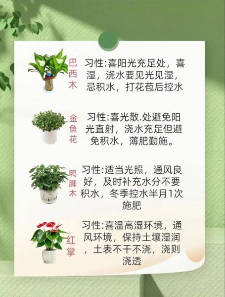 绿植市场前景怎么样_新手如何入局