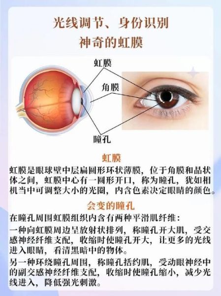 虹膜识别安全吗_虹膜识别与指纹识别的区别