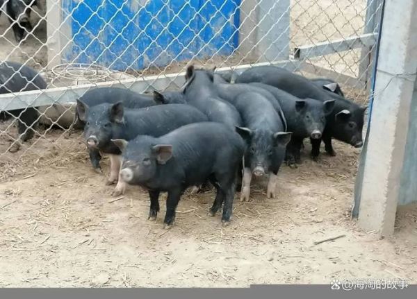 黑猪养殖赚钱吗_黑猪养殖成本利润分析