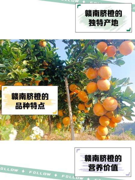 脐橙种植前景怎么样_脐橙市场发展趋势