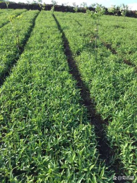 半夏种植前景怎么样_半夏亩收益多少钱