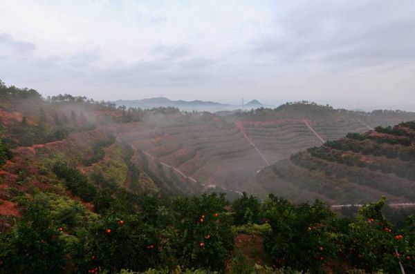 脐橙种植前景怎么样_脐橙市场发展趋势