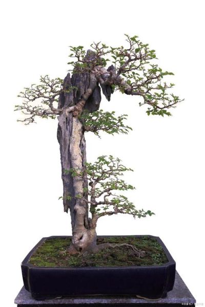 盆景市场未来前景如何_盆景行业赚钱吗