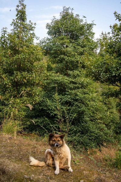 什么风景树最有前景_风景树前景排行