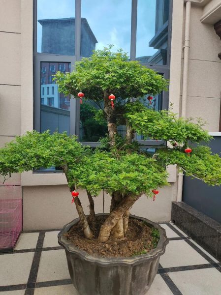 什么风景树最有前景_风景树前景排行