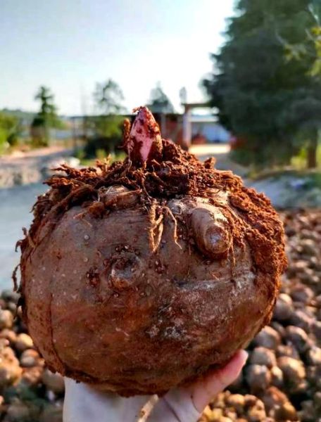 魔芋种植前景怎么样_魔芋种植赚钱吗