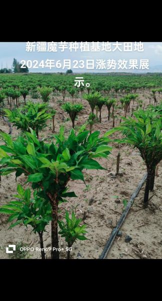 魔芋种植前景怎么样_魔芋种植赚钱吗