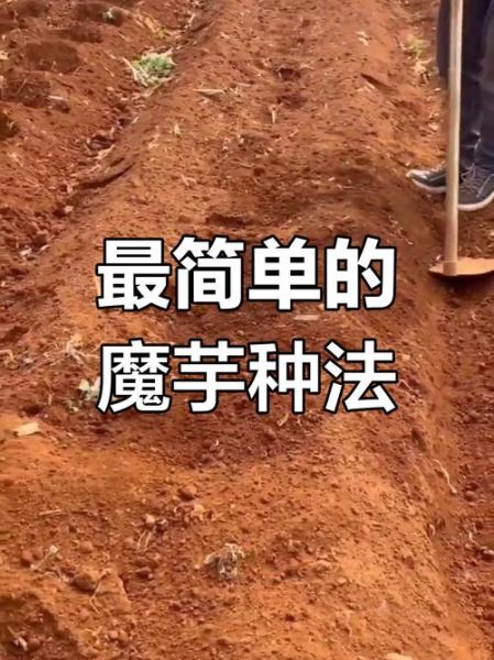 魔芋种植前景怎么样_魔芋种植赚钱吗