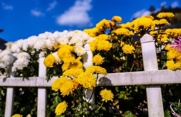 香菊前景怎么样_香菊种植赚钱吗