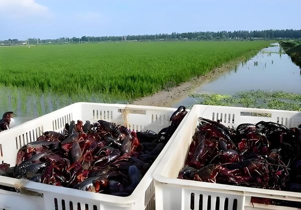 龙虾养殖赚钱吗_龙虾市场前景如何