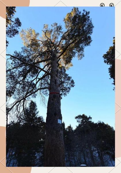 樟子松前景怎么样_樟子松种植赚钱吗
