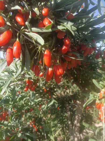 枸杞市场前景怎么样_2024年还能赚钱吗