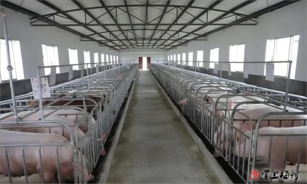 中国养殖前景怎么样_2024年最赚钱养殖项目