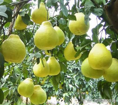 沙田柚种植前景怎么样_沙田柚市场销路好吗