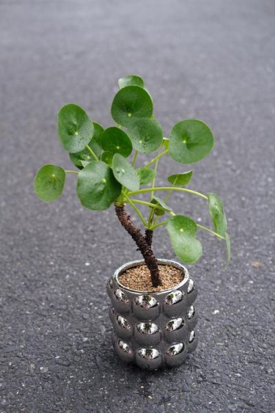 盆栽创业赚钱吗_新手适合养什么盆栽