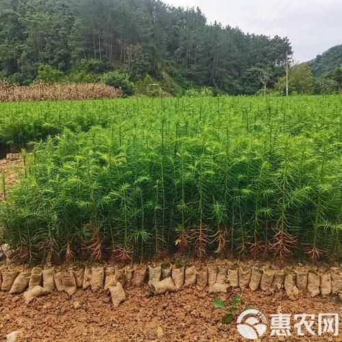 杉木前景怎么样_杉木种植赚钱吗