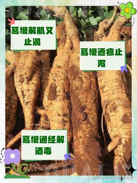 葛根的功效与作用_葛根种植前景怎么样
