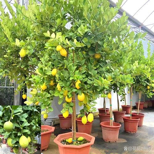 柠檬种植前景怎么样_柠檬种植赚钱吗